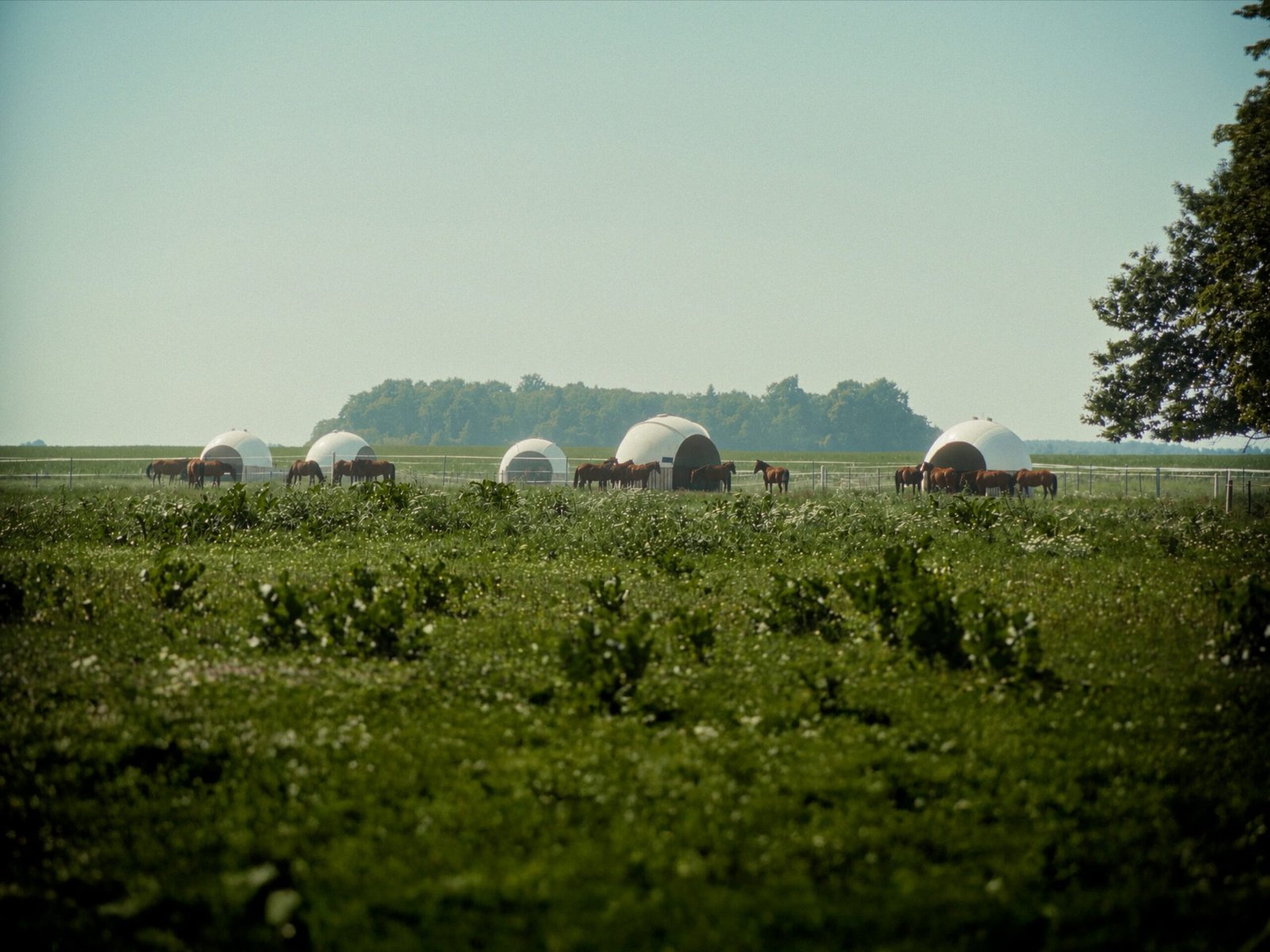 Home field full00086400