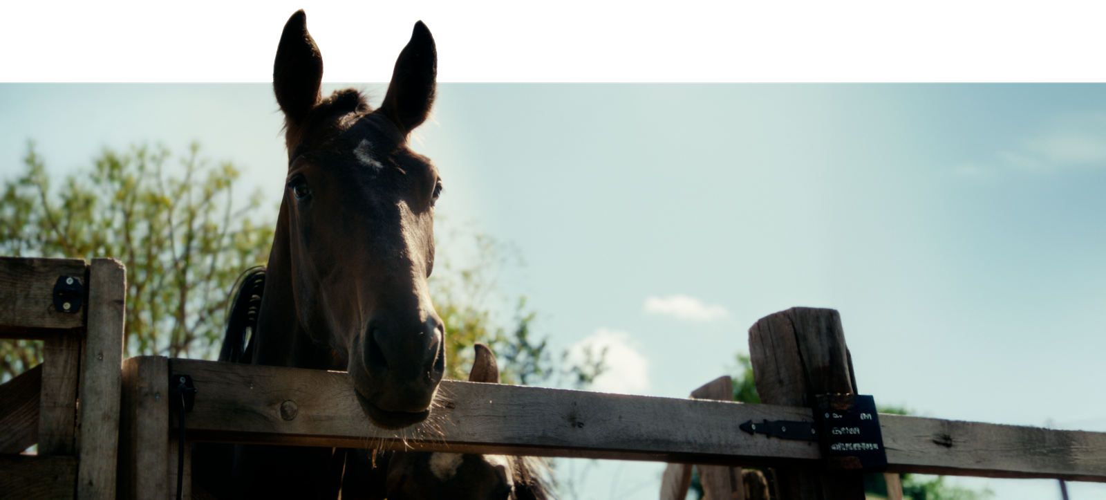 Horse looking over a wooden paddock fence