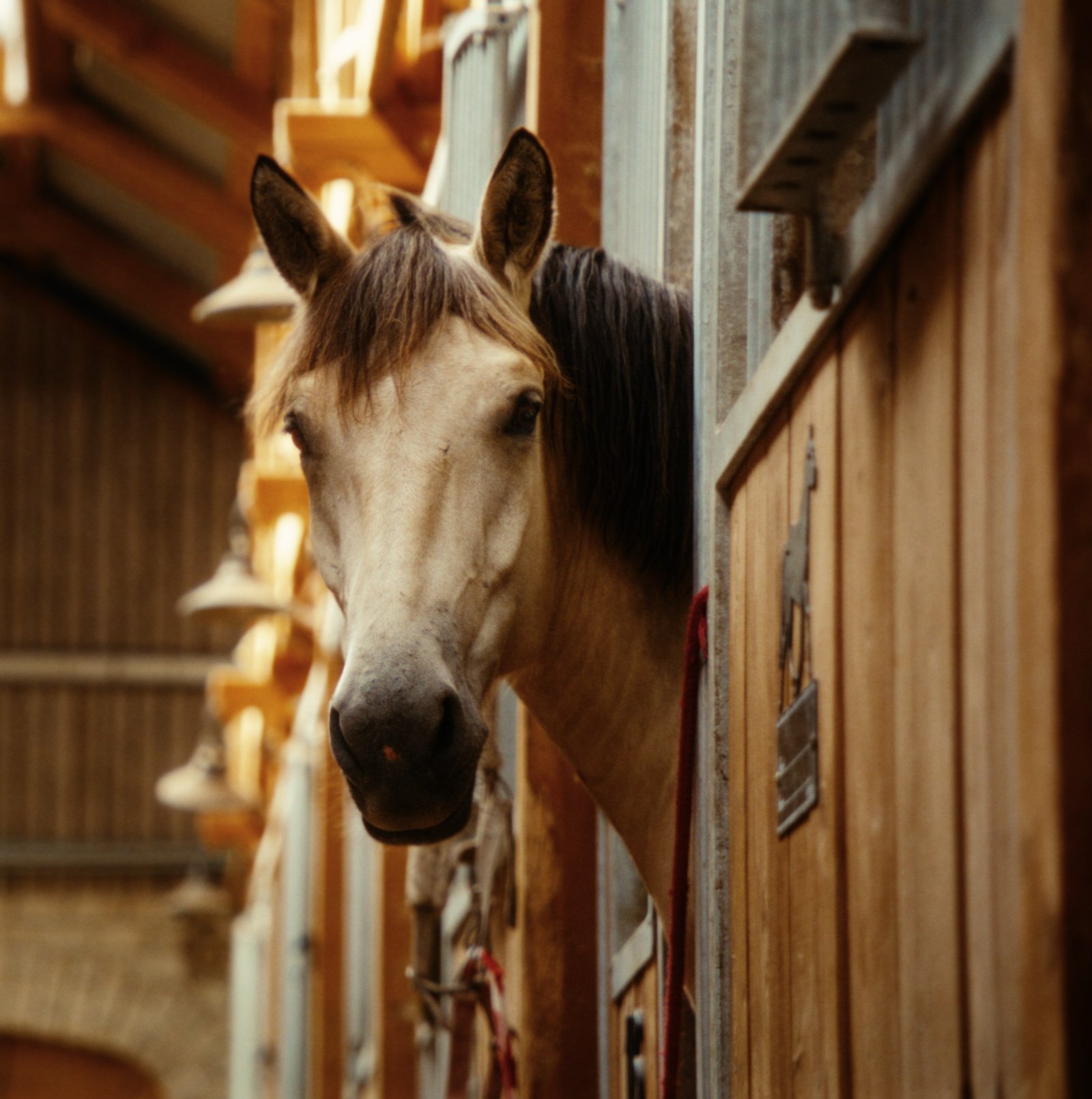 Young horse standing inside the stable