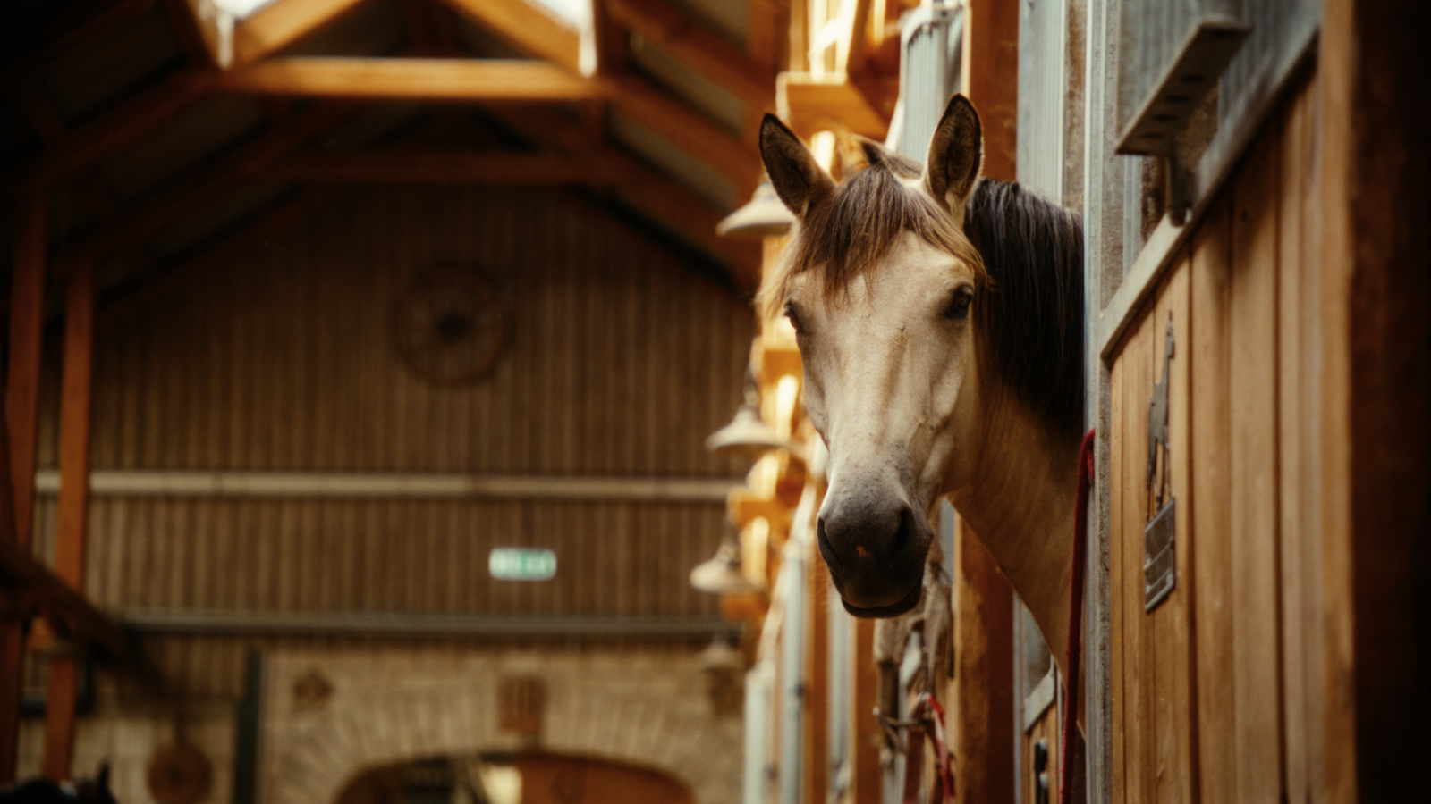 Young horse standing inside the stable