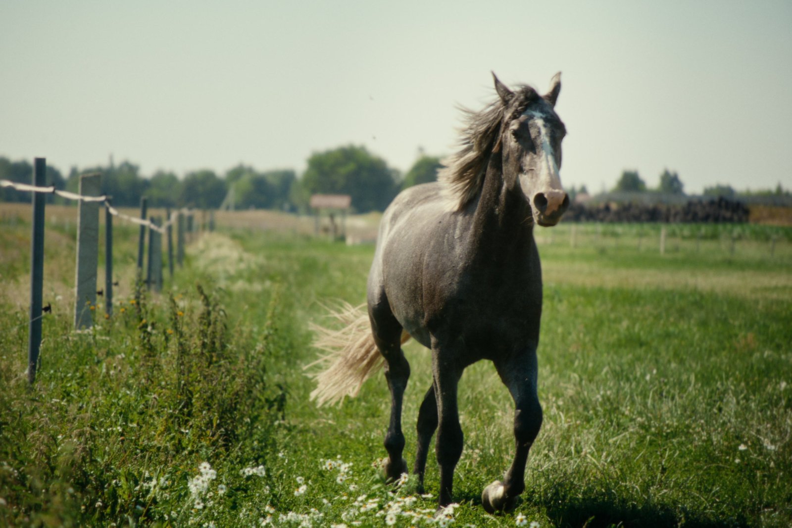 Horse available for a professional photography session at Gintarinė Pasaga